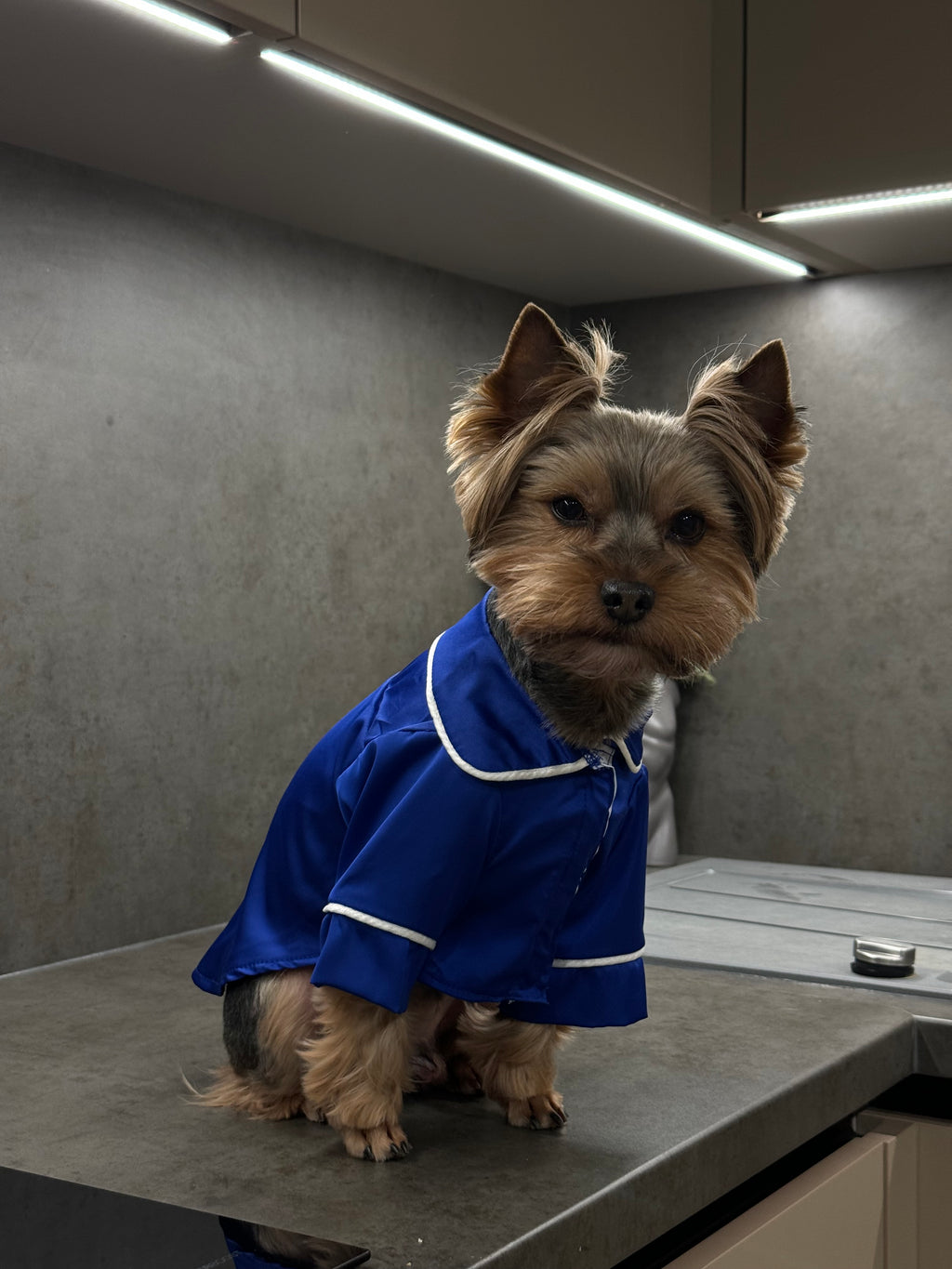 СОРОЧКА ДЛЯ ТВАРИНКИ ЕЛЕКТРИК