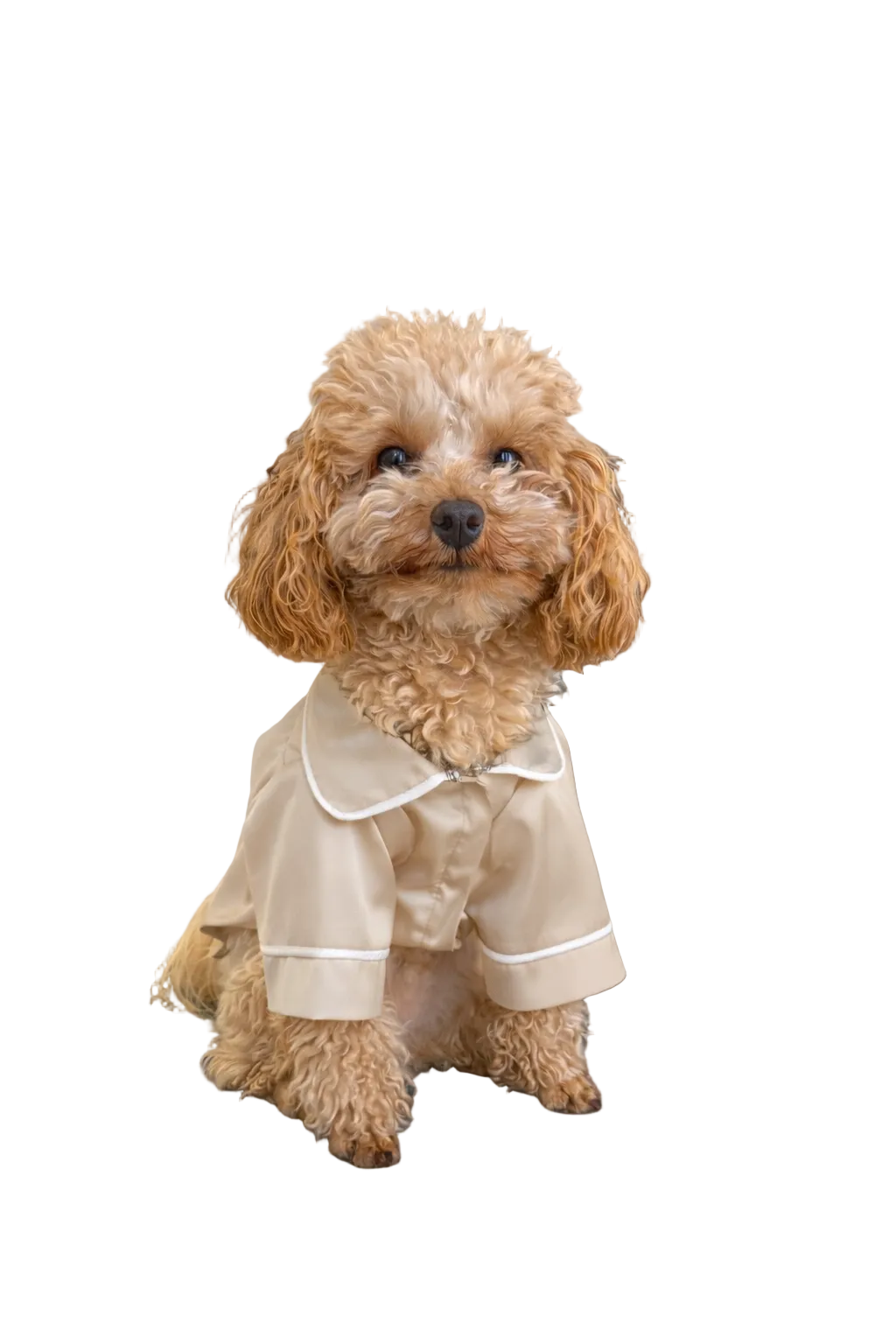 СОРОЧКА ДЛЯ ТВАРИНКИ БЕЖ