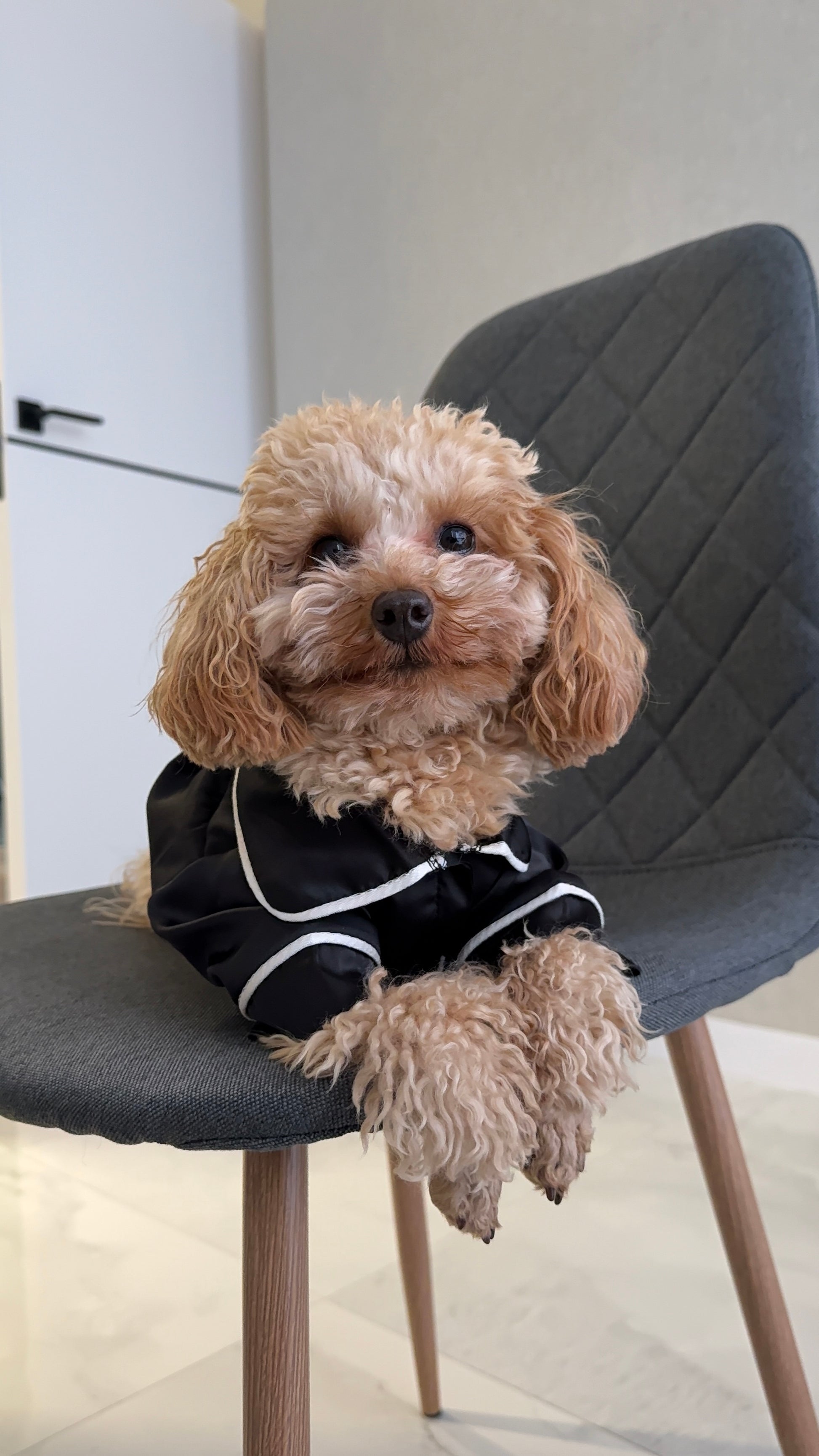 СОРОЧКА ДЛЯ ТВАРИНКИ ЧОРНА