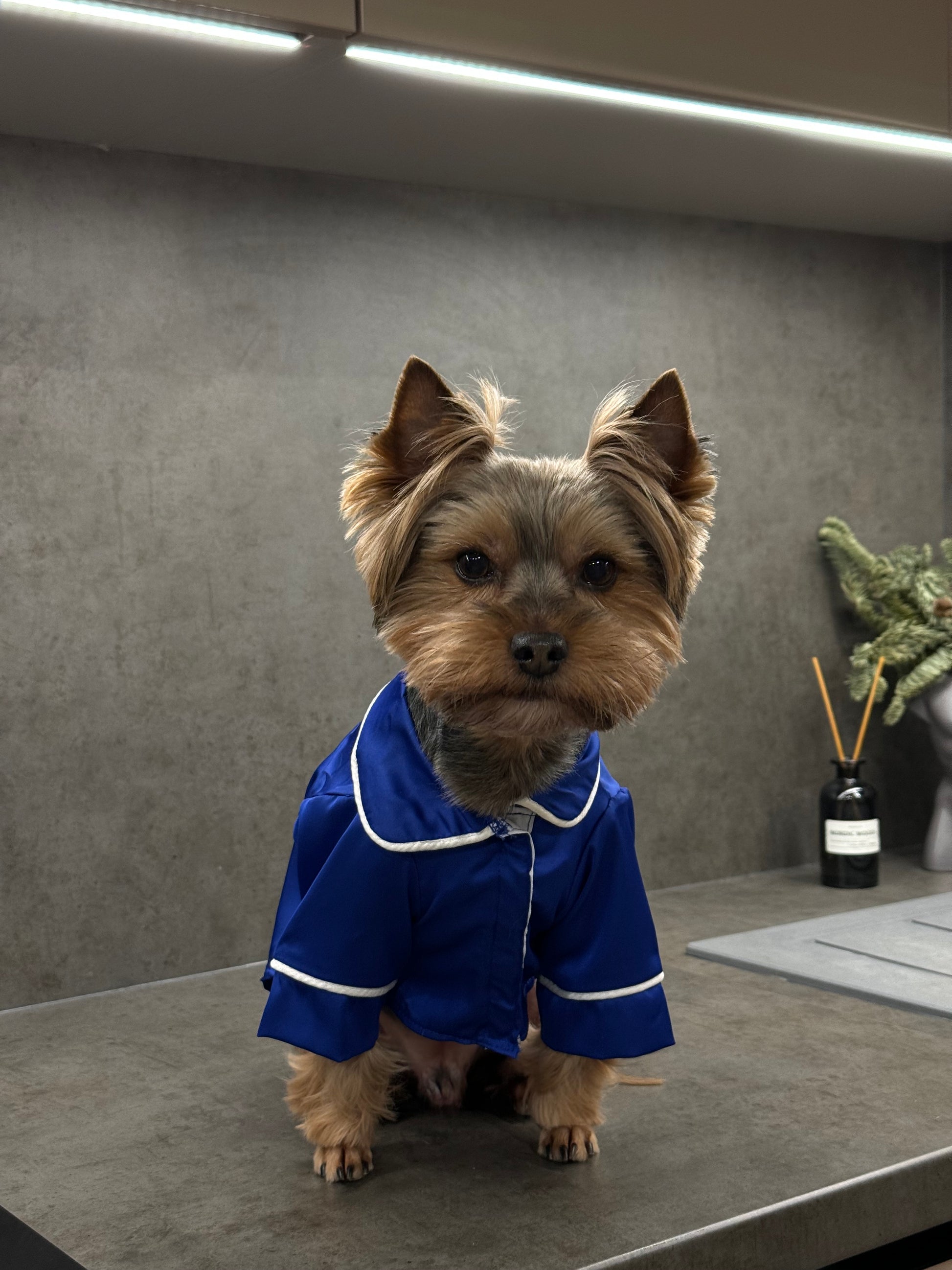 СОРОЧКА ДЛЯ ТВАРИНКИ ЕЛЕКТРИК