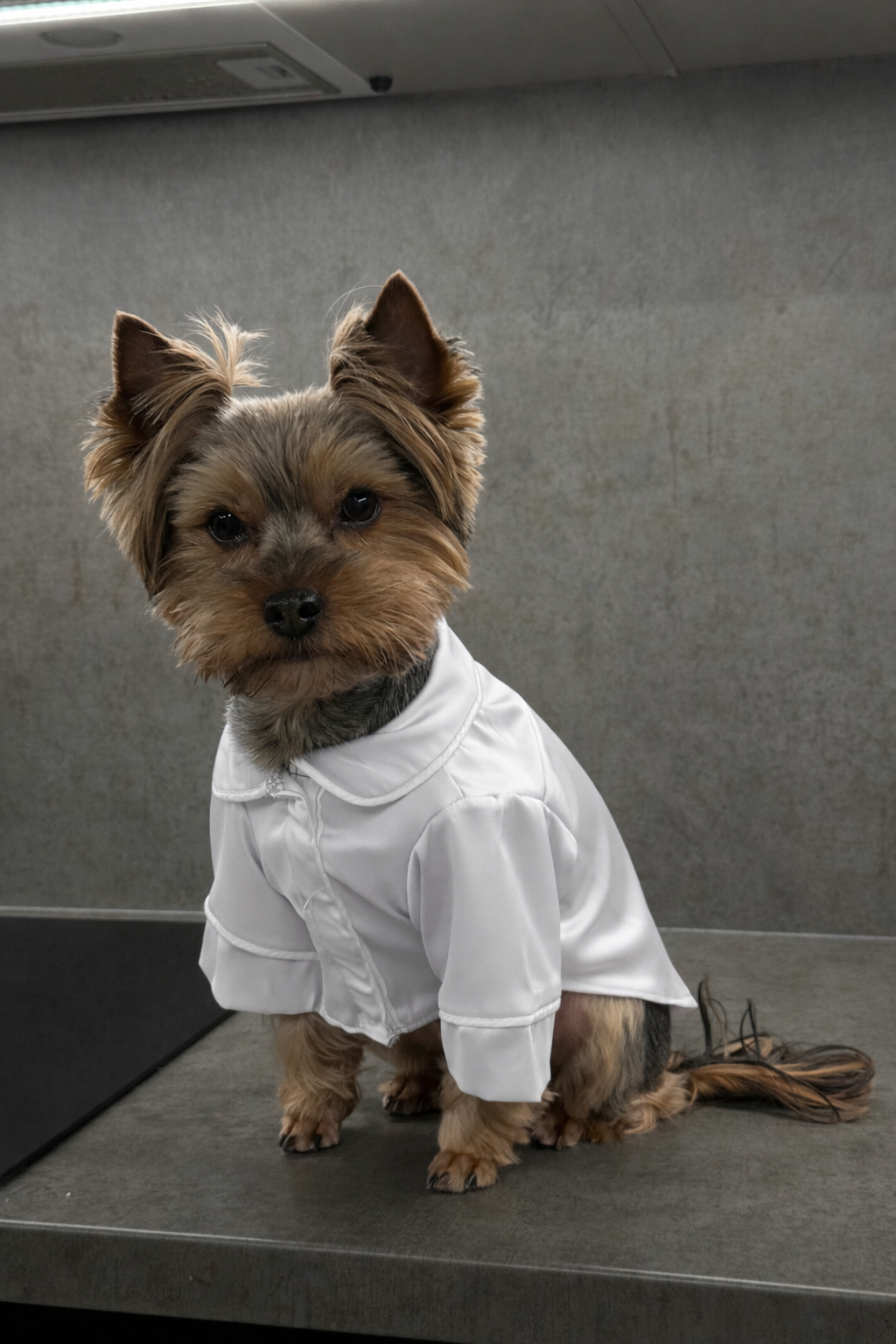 СОРОЧКА ДЛЯ ТВАРИНКИ БІЛА